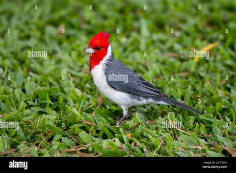 A Red Crested Cardinal Paroaria Coronata An Introduced Songbird On