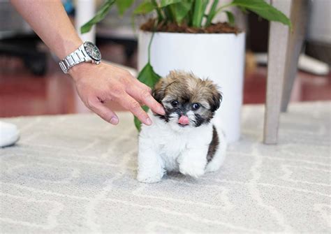 Find the best pekingese price! Pekingese Puppies For Sale | Orange County, CA #296805