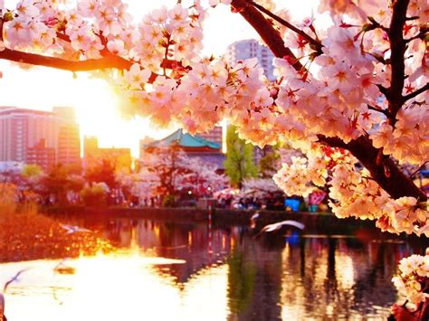 Japan Cherry Blossom Wallpapers Top Free Japan Cherry