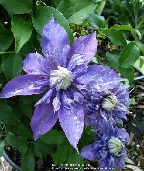 Clematis Plant Care And Collection Of Varieties
