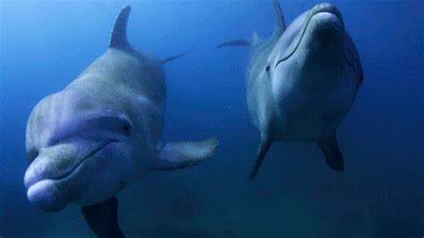 #lucky star #gif #figure #animecore #konata izumi #u. Amazing Animated Dolphin Gifs at Best Animations