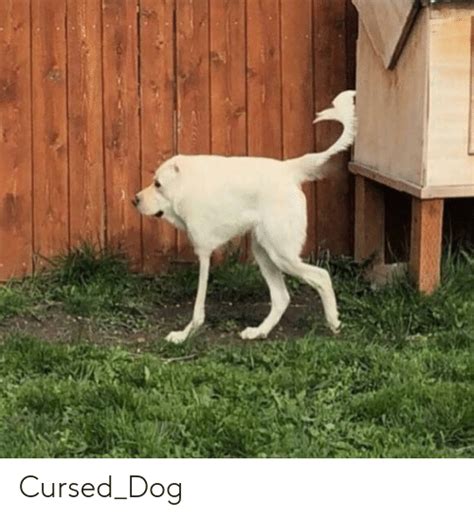 Curseddog Dog Meme On Meme