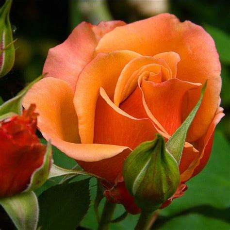 Pin By Dee Hallengren On Flowers Orange Roses Beautiful Roses Rose Buds