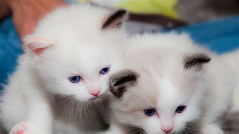Two Cute White Cats Are Looking Down 4k Hd Kitten