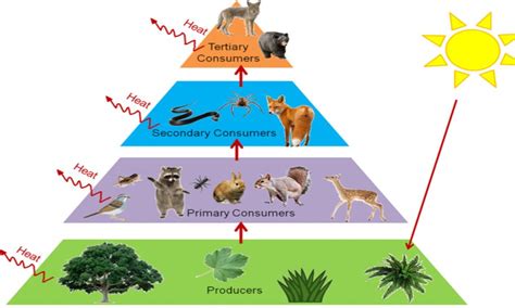 Each stage/level of the pyramid is called a trophic level, or the highest position an organism typically occupies in a food chain. Life Science Camp - Ecology : Food Chain, Energy Pyramid ...