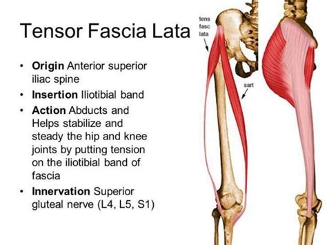 The Fascia Lata