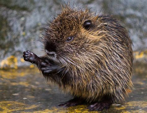 In het eerste jaar kwamen er 5.000 bezoekers en het volgende jaar bezochten zo'n 40.000 mensen het park. Beverrat geboren in DierenPark Amersfoort « NVD Dierentuinen