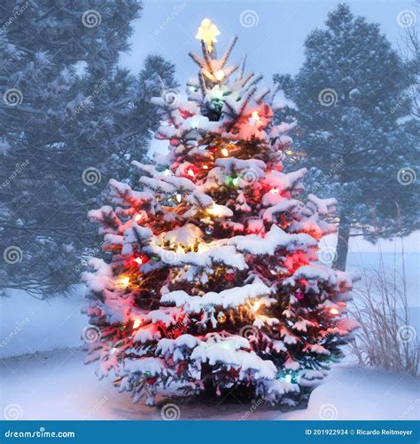 Snow Covered Christmas Tree Glows Brightly Stock Photo Image Of
