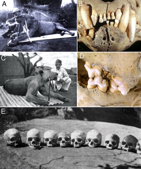 A los pocos días de haber llegado a tsavo, en marzo de 1898, patterson tuvo noticias de la misteriosa desaparición de varios de sus hombres. Con botas y a lo loco: Los leones "comehombres" de Tsavo