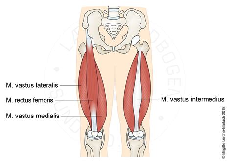 Quadriceps Muscle Anatomy Medical Vector Illustration Stock