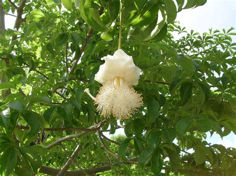 Baobab Tree Adansonia Digitata Richard Lyons Nursery Inc