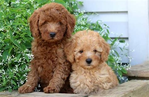 Miniature Poodle Dog Breed Information Images Characteristics Health