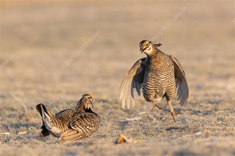 Greater Prairie Chickens During Mating Dance Stock Image C0584990 Science Photo Library