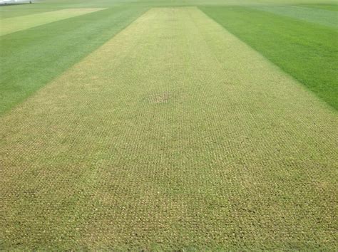 ECB First to trial Hybrid Pitch in Cricket - SIS Pitches