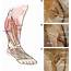 Neuromuscular Structure Of The Tibialis Anterior Muscle For Functional 