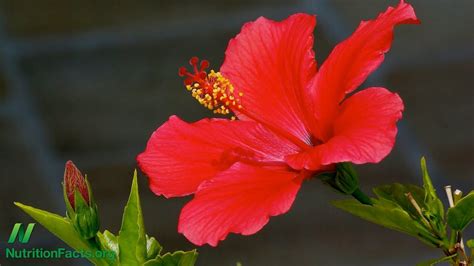 — choose a quantity of where to buy hibiscus flowers. Herbal Tea Update: Hibiscus - YouTube
