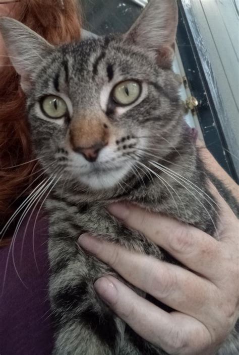 Found Cat Unknown In Upland Ca Lost My Kitty