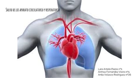 Salud aparato circulatorio y respiratorio by anatomia ºbach on Prezi Next
