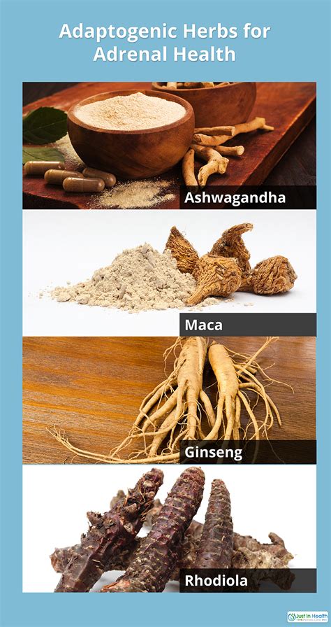 Understanding The Benefits Of Adaptogenic Herbs For Your Adrenal Health