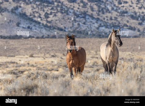 Wild Horse Stallions In The Utah Desert Stock Photo Alamy