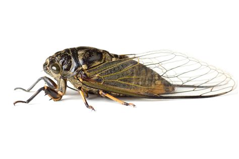 All music sound effects logos & idents. How Do Crickets, Grasshoppers, and Cicadas Sing?