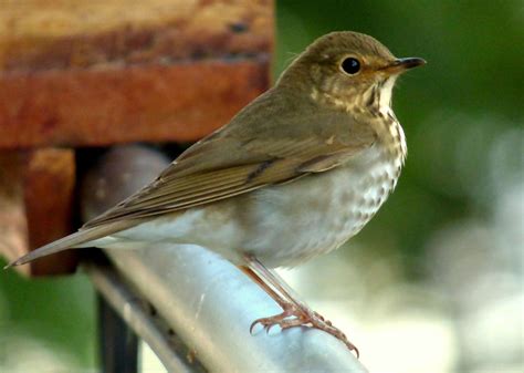 Popular Backyard Birds Of South Carolina With Pictures Birdwatching