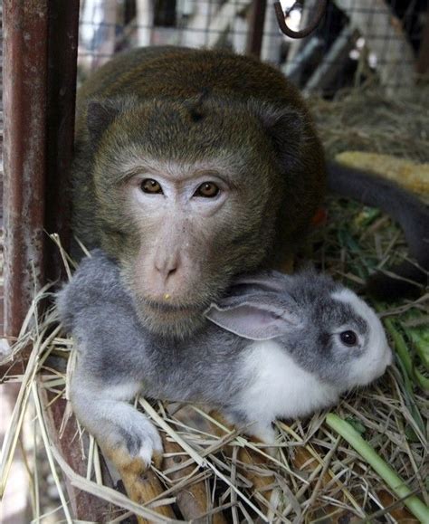 Odd And Adorable Animal Couples Teaching Us Tolerance Animals