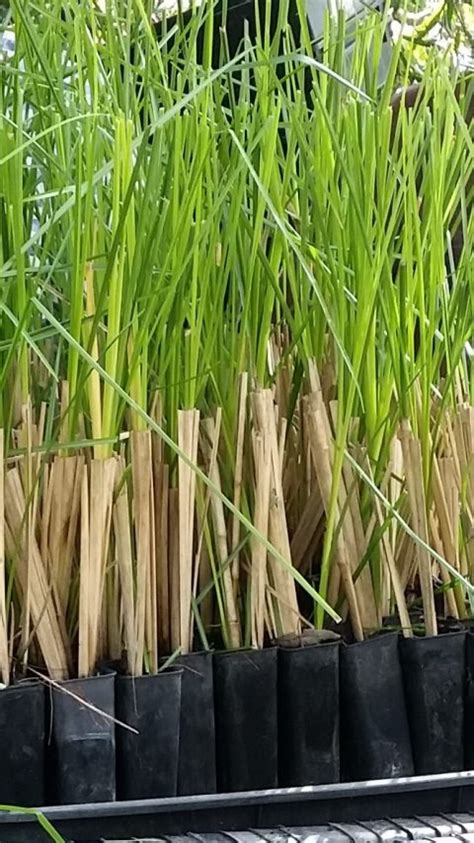 About Vetiver Grass