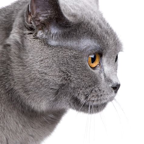 chartreux cats breed information omlet