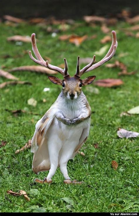 Select from premium insolite of the highest quality. Akenini.com - Montage photo animaux - Hybrid Animals ...