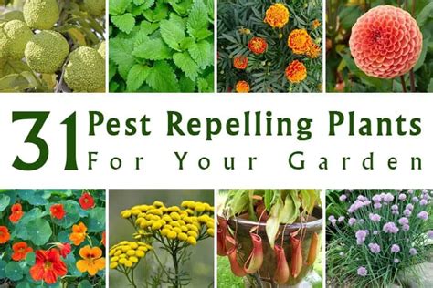 31 Pest Repelling Plants For Your Garden Gardenoid