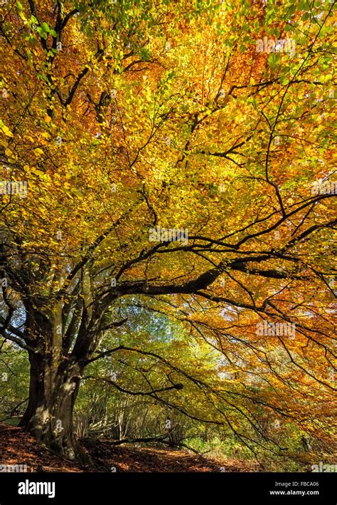 Beech Fagus Sylvatica Tree In Autumn Stock Photo Alamy