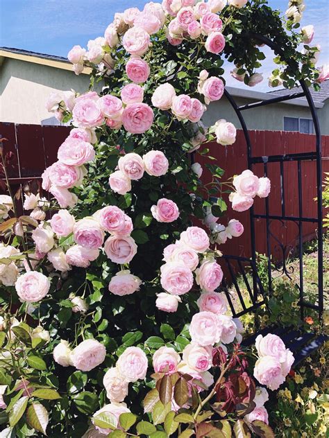 My Eden Rose This Spring Rgardening