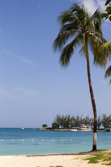 12 Tropical Coconut Tree Along Beach Free Stock Photos Stockfreeimages