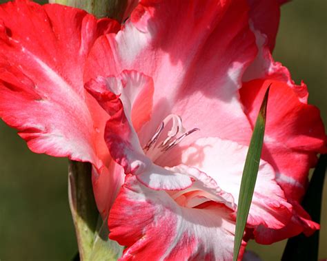 Use them in commercial designs under lifetime, perpetual & worldwide rights. Red with white gladiolus flower wallpapers and images ...