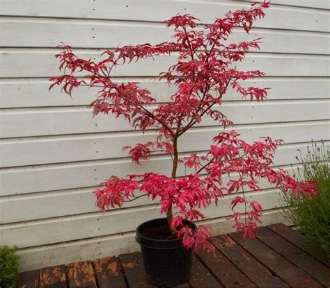 Acer Palmatum Pink Passion Striking Japanese Maple Shirazz Garden