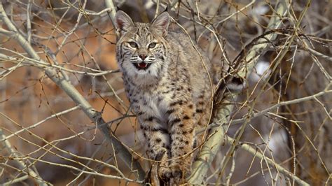 1920x1080 1920x1080 Beast Tree Lynx Predator Branches Big Cat