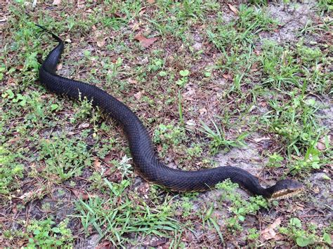 Florida Cottonmouth Florida Snake Id Guide