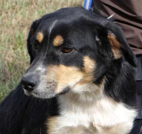 Below is the list of puppy for sale ads on our site. Adopt Blaze on | Australian shepherd, Puppies, Bernese ...