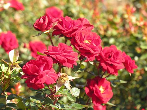 Do not grow a diverse and large variety of roses simultaneously as. Canada Floral Delivery Blog: Special Care For Your Garden ...