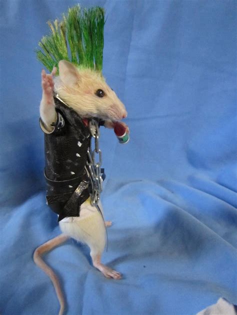 Taxidermy Rat Punk Taxidermy Rat Punk Cabinet Curiosity Etsy Funny Rats Funny Mouse Cute
