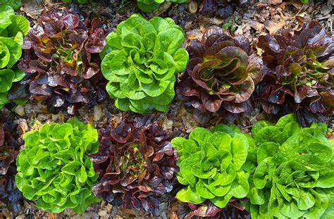 How Do I Grow Lettuce Lettuce Growing Guide Joe Gardener