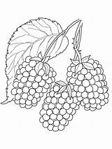 Blackberry Coloring Berries Printable Fruits sketch template