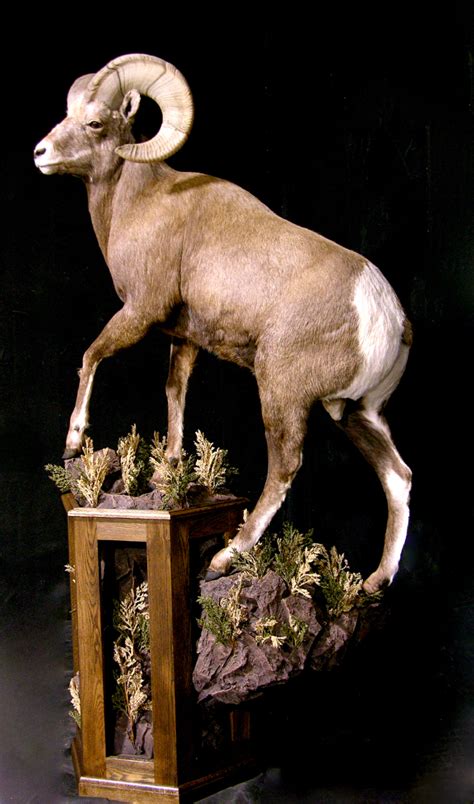 Life Size Bighorn Sheep Taxidermy Mount Sunday Delivery