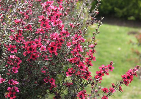 Tea trees are from a hardy and adaptable genus that grows in many sizes from tall shrubs to procumbent plants. LEPTOSPERMUM SCOPARIUM 500 seeds Manuka Honey tea tree ...