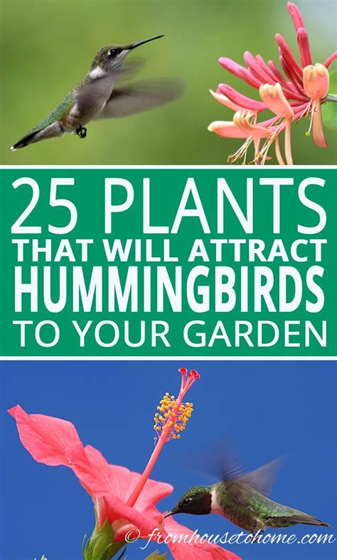 Columbines thrive in woodland wildflower gardens. Hummingbird Plants: 25+ Of The Best Flowers That Attract ...