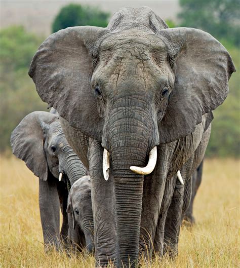 This is a list of extinct animals of the british isles. The beautiful animals facing climate change extinction ...