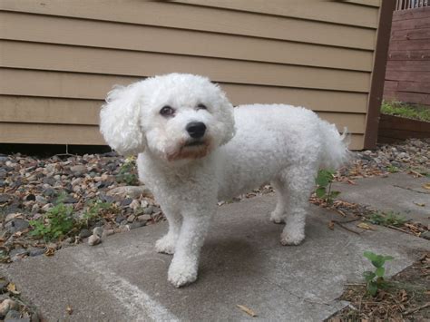 Bichon Frise Information Dog Breeds At Thepetowners