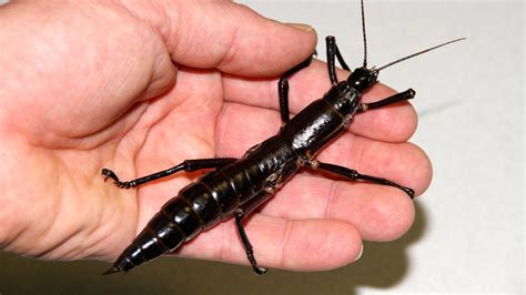 Find out how, and why, the stick insect uses its remarkable many stick insects have wings, some spectacularly beautiful, while others resemble little more than found predominantly in the tropics and subtropics—although several species live in temperate regions—stick insects thrive in forests and. A Stick Insect. A Tree Lobster. Whatever You Call It, It's ...