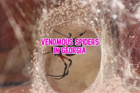 4 Venomous Spiders In Georgia And 6 Facts You Should Know